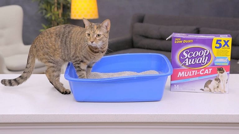 Scoop Away Cat Litter Review