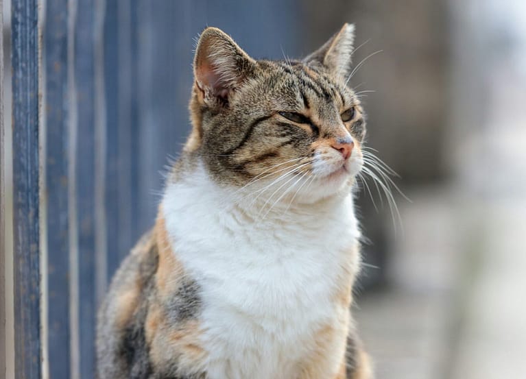 a cat is sitting on a ledge outside